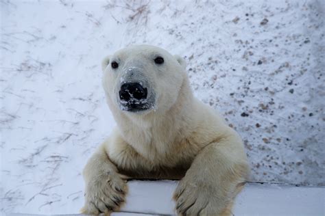 Greenland Polar Bears Live With Less Sea Ice: Climate Change