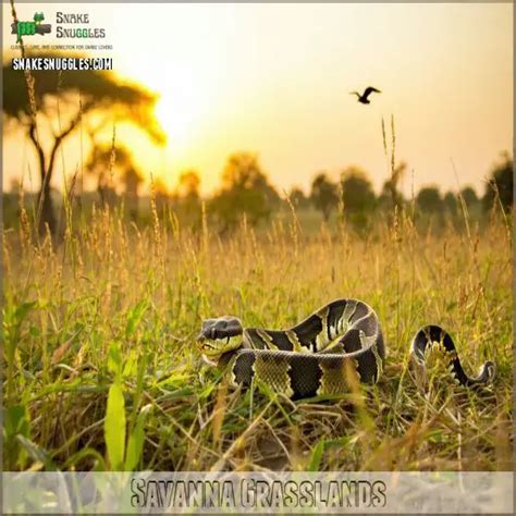 Ball Python Natural Habitat: Secrets of African Serpent Survival!