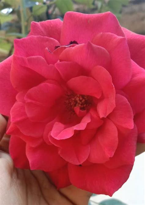 what is most suitable subject in botany or Zoology? - Brainly.in