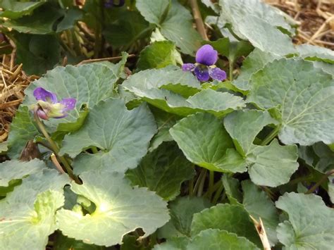Sweet Violet - Edible, Medicinal, Beautiful | ARealGreenLife
