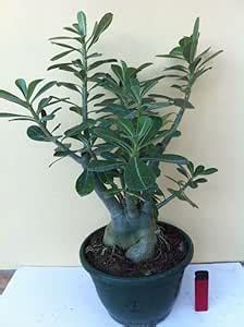 GooGreen Adenium Obesum Desert Rose Red Colour Bonsai 10 Yrs Old Live ...