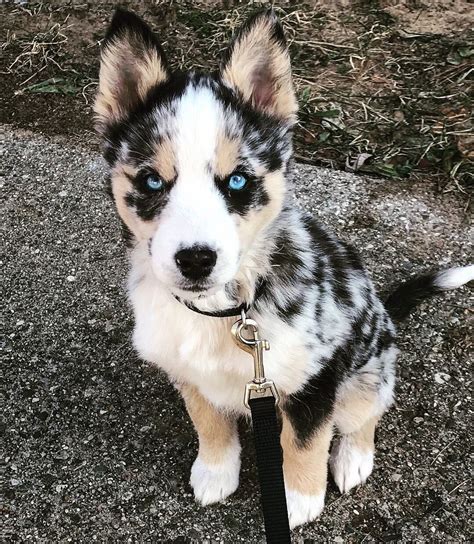 Aria the Ausky. Husky and Australian cattle dog mix | Cute dogs breeds ...