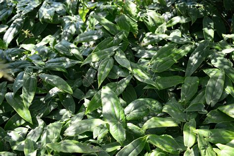 Epimedium sagittatum 'Warlord' | Hortus Botanicus Leiden, Netherlands