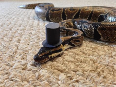 In response to the snake in a birthday hat, I give you my little guy in ...