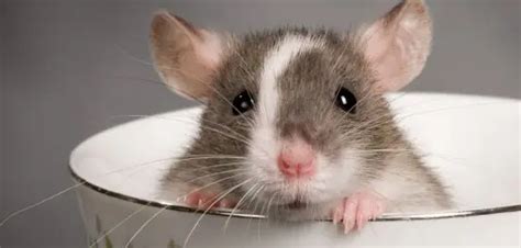 老鼠喜欢什么气味或食物？快来了解一下~-宠物网