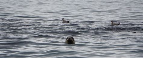Saundersfoot Sea Safari - Saundersfoot | Tripadvisor
