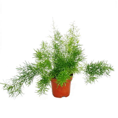 Green Paradise Asparagus sprengeri Live Plant – GreenParadiseLive