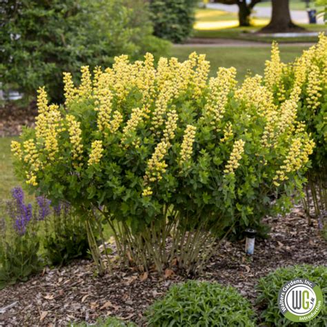 'Lemon Meringue' False Indigo | Baptisia 'Lemon Meringue' – Mandy ...