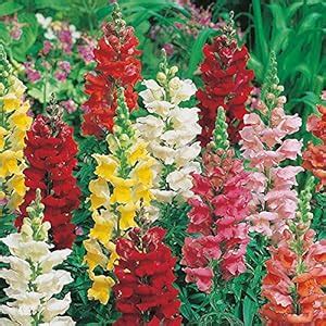 M-Tech Gardens Rare Antirrhinum " Rust Resistant Mixed " Exotic 30 ...
