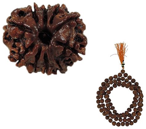 Rashi Ratan Bhagya 10 Mukhi (Ten Mukhi) Rudraksha Nepal with Freebie 5 ...