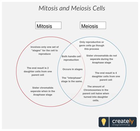 Difference Between Mitosis and Meiosis - Matt Thomson