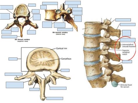 Middle Back 的图像结果
