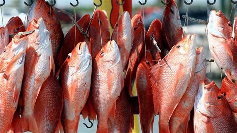 Texas, federal red snapper fishing rules for 82-day season