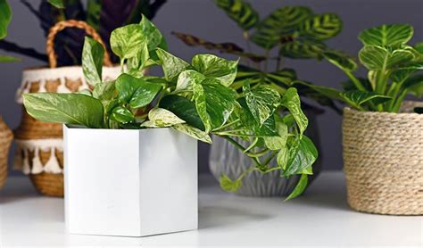 Best Indoor Plants for Styling Your Home