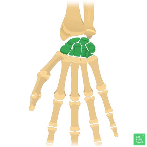Carpal bones: Anatomy, mnemonic, labeled diagram | GetBodySmart