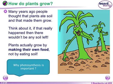 Image result for Basic Photosynthesis