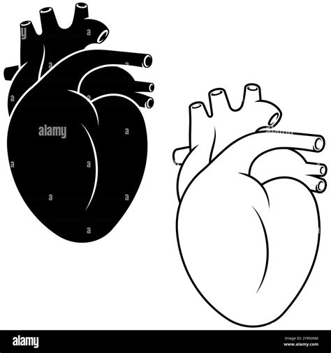 Realistic human heart, human circulatory organ Stock Vector Image & Art ...