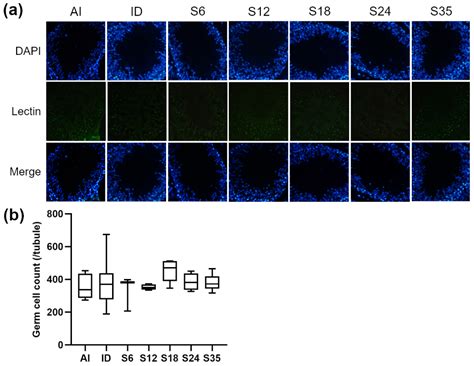 Effects of Iron Supplementation on Testicular Function and ...