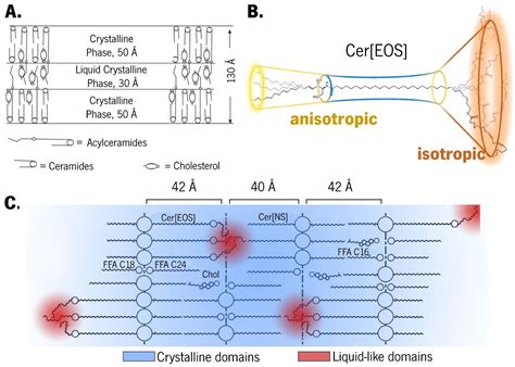 Lipid Biomimetic Models as Simple Yet Complex Tools to Predict Skin ...