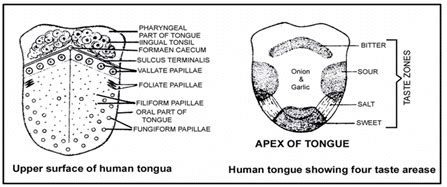 Digestive System, Chapter Notes, Class 11,Biology PDF Download