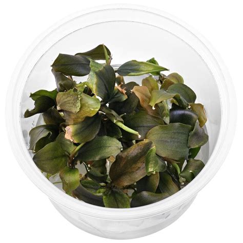AQUA LOUNGE Bucephalandra Maestro Blue, Tissue Culture Aquarium Plants ...