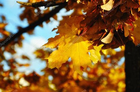 秋天的叶子 — 图库照片©zurijeta＃9993085