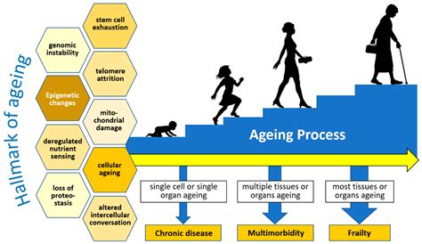 Challenges in the Vaccination of the Elderly and Strategies for Improvement