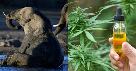 Medical Marijuana For Stressed Elephants At Warsaw Zoo