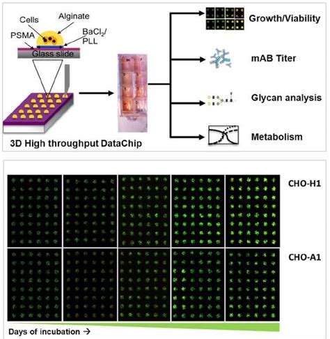 Image result for Cellular Microarray