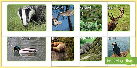 👉 British Mammals Pictures | Wildlife Animals Display Photos