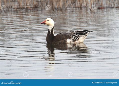 Blue Snow Goose (chen Caerulescens) Stock Image - Image of snow, birds ...