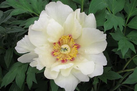 Primrose Hall - Paeonia suffruticosa 'Okan' (Japanese Tree Peony)
