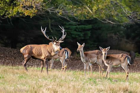 North Carolina Deer Season 2025-2026: Latest Schedules, Licenses ...