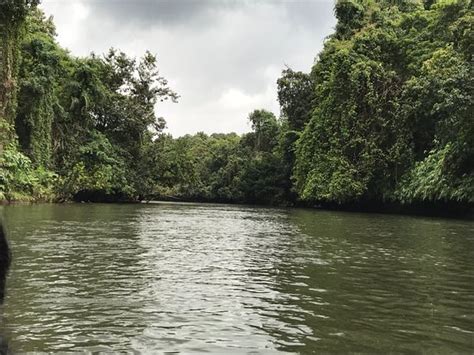 Konni Forest Reserve (Pathanamthitta) - What to Know Before You Go ...