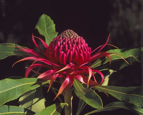 National Flower Of South America | Best Flower Site