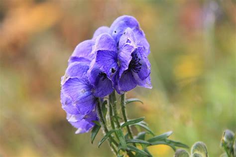 National Innovation Foundation-India