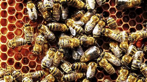 Wallpaper bees, honeycombs, swarm, insects, macro hd, picture, image