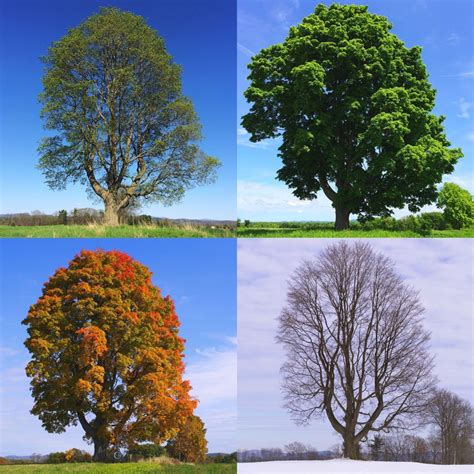 eyestoimage | Four seasons art, Nature photography, Seasons photography