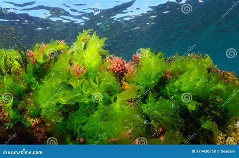 Where To Find Ulva Lactuca: A Guide To Its Natural Habitat