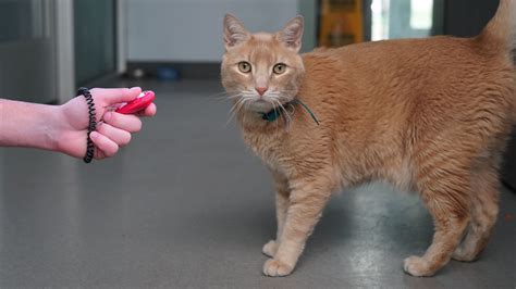 Image result for Clicker Training Cats