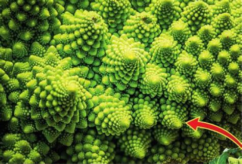 ‘A cauliflower has fractal architecture — its ‘curds’ repeat via gene ...