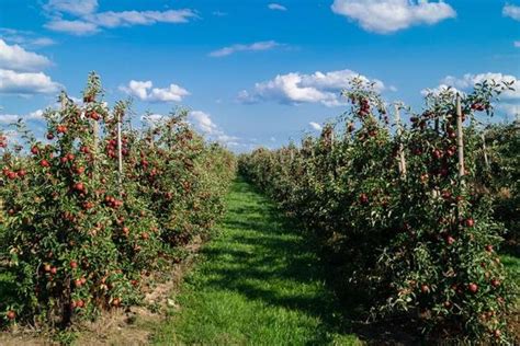 Image result for Small Apple Tree Farm