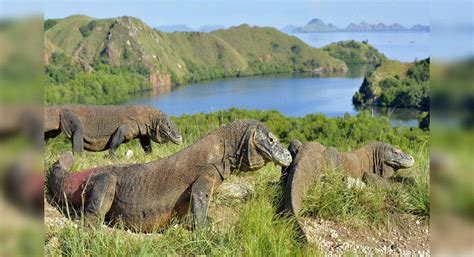Indonesia cancels the plan of shutting the Komodo Island, Indonesia ...