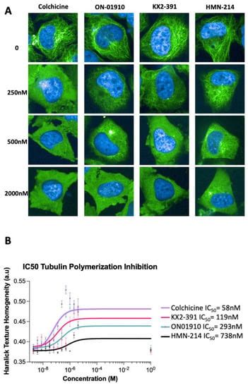 Identification of Inhibitors of Tubulin Polymerization Using a CRISPR ...