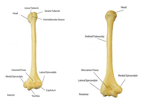 Bones of the Upper Extremity - HESI | NurseHub