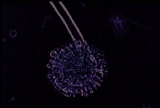 Biological Classification and Its Kingdoms Flashcards | Quizlet