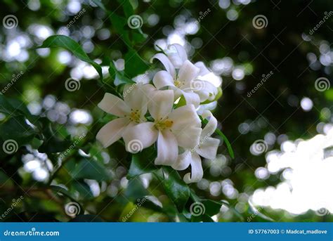 Orange jessamin stock image. Image of flower, floral - 57767003