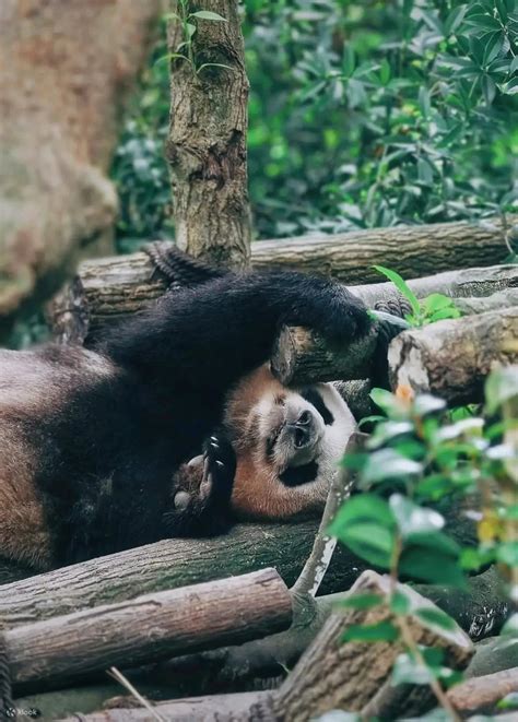 Sichuan Chengdu Qingcheng Mountain + Dujiangyan Panda Valley One-day ...