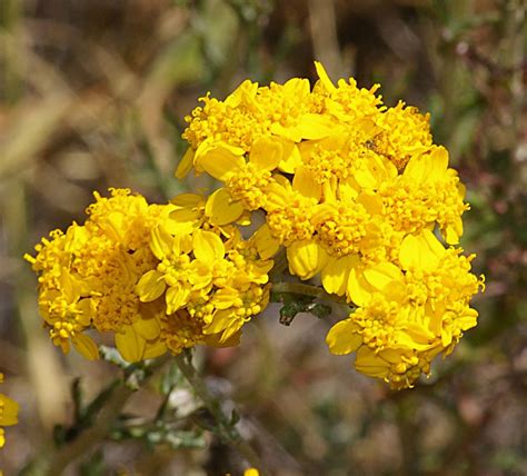 Yellow Yarrow Flower Golden Yarrow