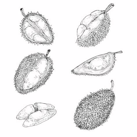 Set of vector illustrations, icons of a durian fruit | Free Vector